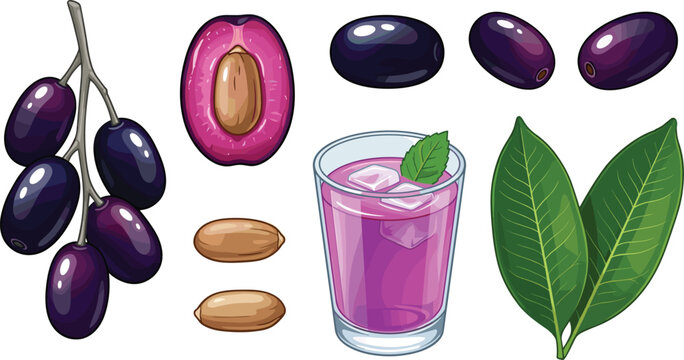 Java Plum Collection with Fresh Jamun Fruits Seeds Leaves Juice and Tropical Botanical Illustration