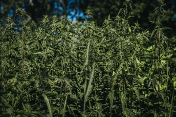 Obraz premium Dense green foliage of cannabis plants growing in a natural outdoor setting under bright sunlight with a clear blue sky in the background