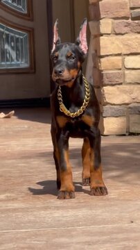 Doberman puppy with a shiny gold chain collar standing proudly in this motion video clip footage