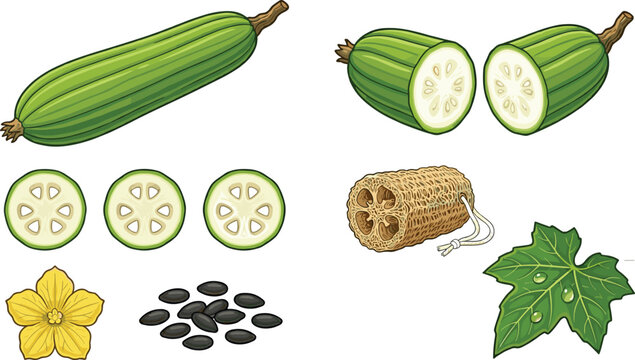 Luffa Gourd Collection with Fresh Fruit Slices Seeds Flower Sponge and Botanical Vegetable Illustration