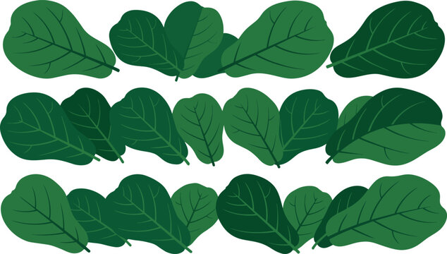 Lush green fig leaf vector collection in decorative horizontal rows