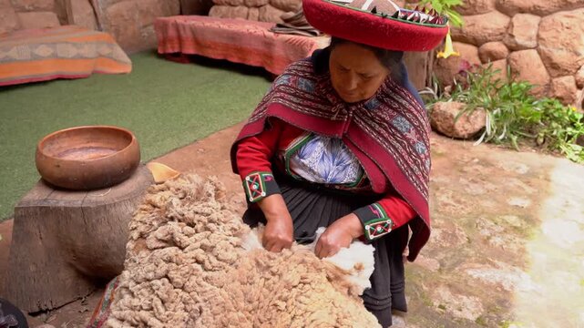 Peruvian senior woman cleaning raw alpaca wool in a village in Peru