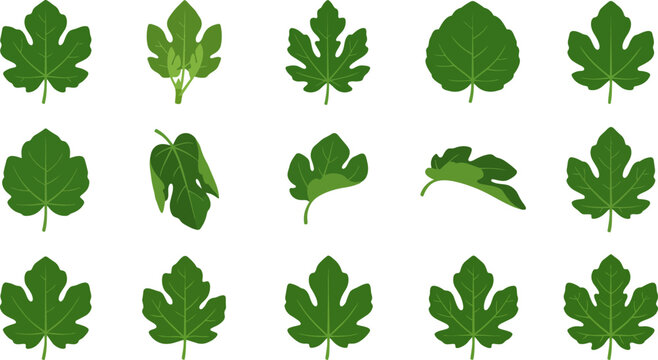 Green fig leaf vector set showing diverse botanical shapes