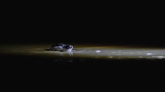 View of a baby sea turtle crawling on the sand at night at Turtle Beach in Karachi, Sindh, Pakistan.