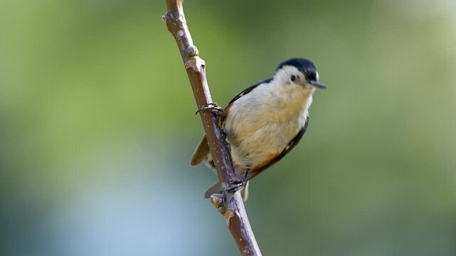 View of a white-cheeked nuthatch perched on a thin tree branch with soft green background in Shogaran, KPK, Pakistan.