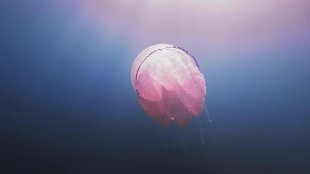 Pink jellyfish floating in deep blue ocean water