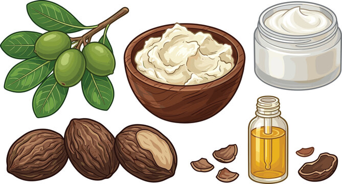 Shea Butter and Shea Nut Collection with Natural Oil Cream Leaves and Organic Cosmetic Ingredients Illustration