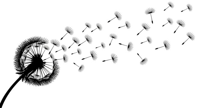 Dandelion, blowing dandelion seeds, black and white, vector illustration, floral design element