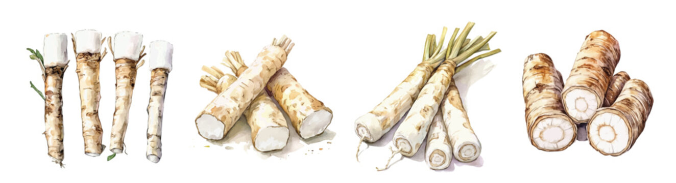 A painting of marshmallow root set, Simple Illustration, watercolor style, minimal yet artistic elements for creative designs. EPS format, isolated on transparent background, plants