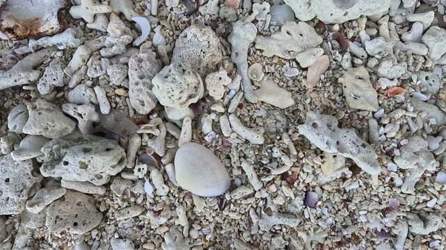 Top view of white bleached coral fragments and seashells scattered on a sandy beach.