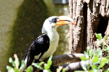 Fototapeta premium oiseau