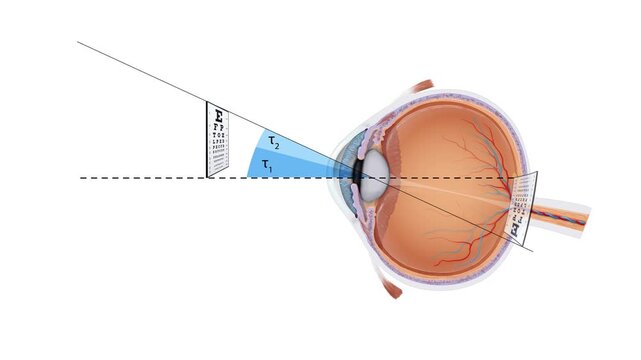 Field of View Animation Human Eye Anatomy, Peripheral and Central Vision, Visual Perception, Ophthalmology, Medical Science, 2D and 3D Educational Visualization