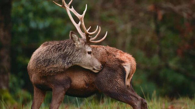 View of a majestic red deer stag with large antlers grooming itself in a lush green meadow with a forest background in Killarney, County Kerry, Ireland.