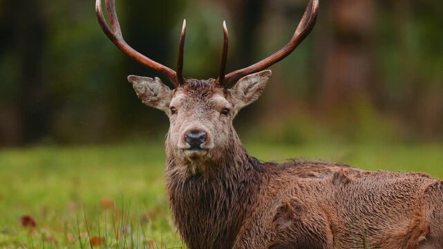 View of a red deer stag with large antlers resting in a lush green meadow in Killarney, County Kerry, Ireland.