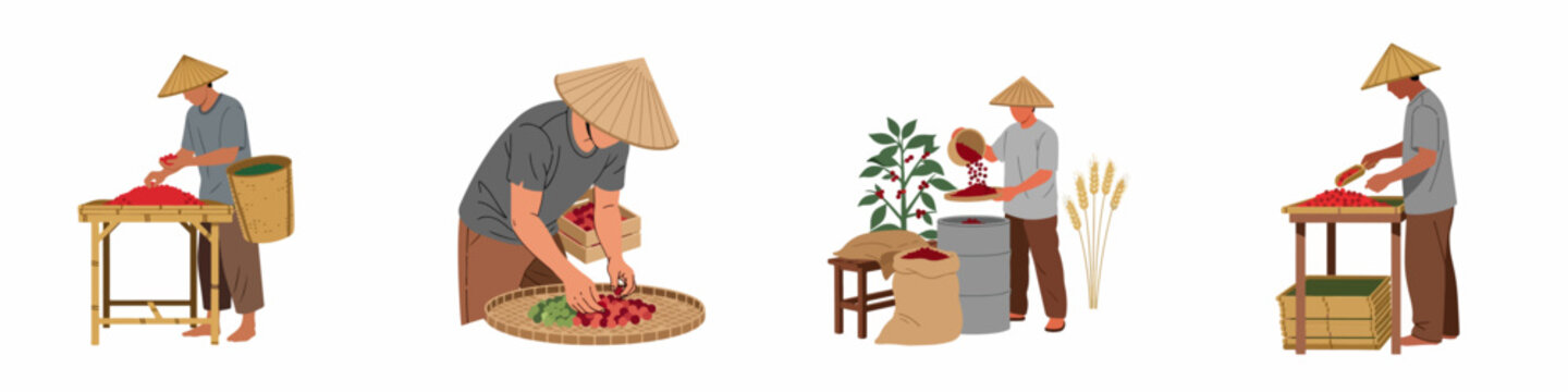 Flat vector illustrations of Asian farmers in conical hats performing various stages of coffee bean harvesting, sorting, and processing on a white background.