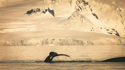 Golden Hour Fluke with Mountain Backdrop © Dimitriu