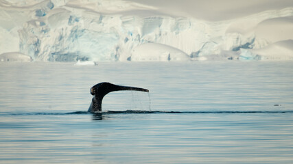 Fototapeta premium Tail Going Down, Calm Blue Water