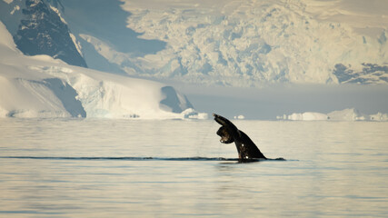  Fluke at Angle, Calm Water, Snow Mountains © Dimitriu