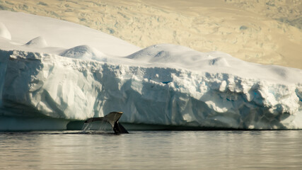  Fluke Against Massive Glacier Wall © Dimitriu