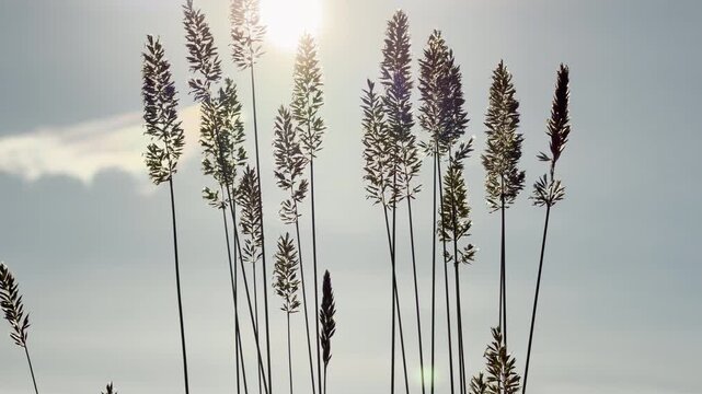 Beautiful Mexican feather grass stands tall against a bright sky. The delicate stalks are backlit by warm sunshine, creating a peaceful feeling of hope, freedom, and deep calm.
