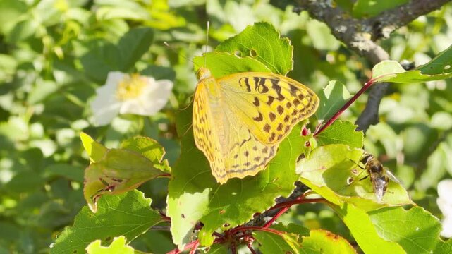 A Silver-washed Fritillary and a small hoverfly rest peacefully on vibrant garden leaves. This heartwarming scene captures a serene moment of connection with nature under the warm summer sun.