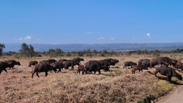 View of a large herd of African buffaloes grazing in the dry savanna of Lake Nakuru National Park under a clear blue sky in Nakuru, Nakuru County, Kenya.