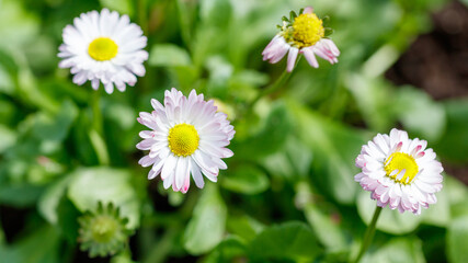 Obraz premium Daisies bloom in soft pink and white