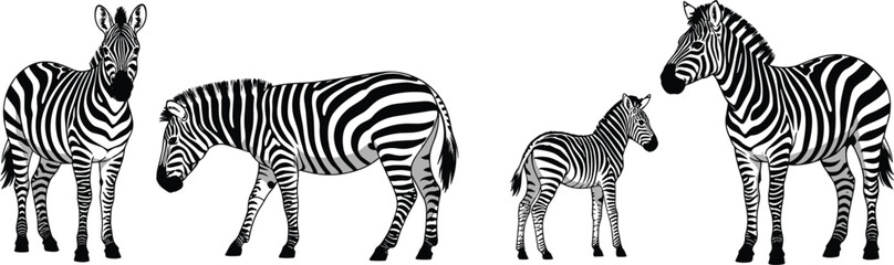 Set of four wild zebras with adults and a foal, isolated black graphic vector illustration © Sanjina