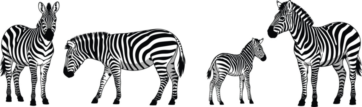 Set of four wild zebras with adults and a foal, isolated black graphic vector illustration