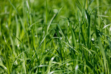 Obraz premium Close-up of green grass in natural daylight