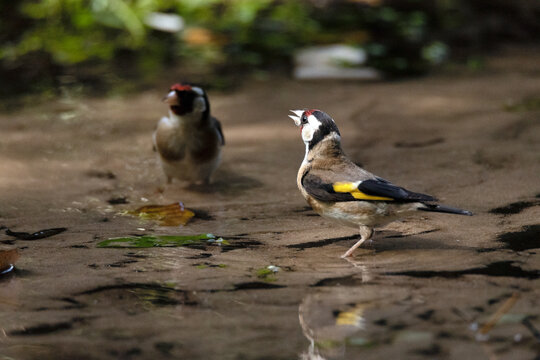 Jilguero (Carduelis Carduelis) compartiendo la charca