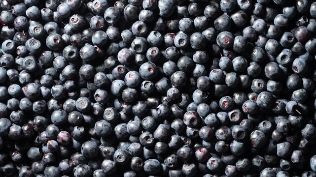 Fresh organic blueberries background. Macro shot of ripe wild blueberries with natural waxy bloom. Rich textured food backdrop for healthy nutrition, organic farming promos and summer berry desserts
