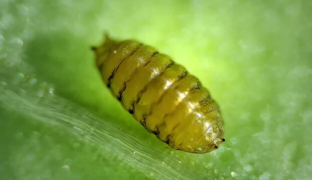 Leafminer larva under the microscope - Photomicrography 