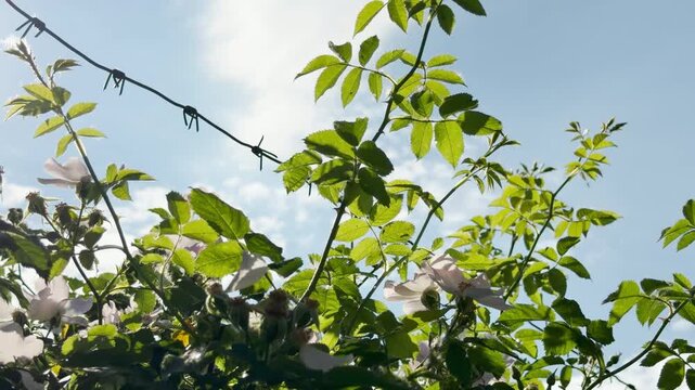 Green leaves grow through sharp barbed wire under a bright blue sky. This beautiful contrast brings a bittersweet feeling of hope and captivity.