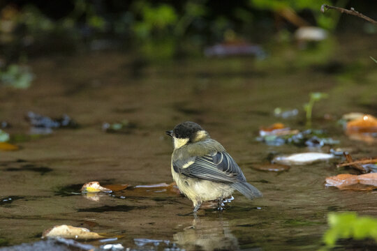 Un joven y precioso Carbonero com&uacute;n (Parus major) a punto de darse un ba&ntilde;o