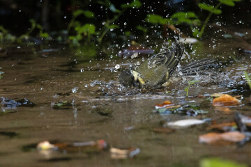 Emocionado con el baño un Carbonero común (Parus major) © FranciscoJose