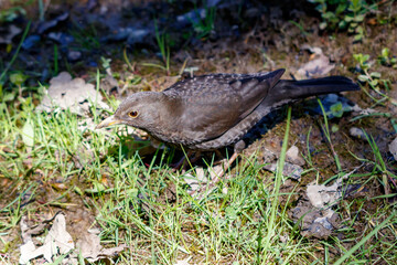 Obraz premium Ground-level view of bird searching for food among grass and leaves