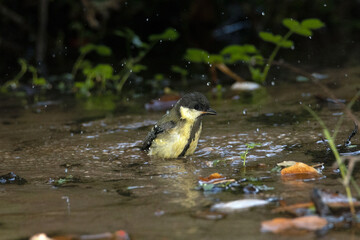 Volantón de Carbonero común (Parus major) pegándose un baño en la charca © FranciscoJose