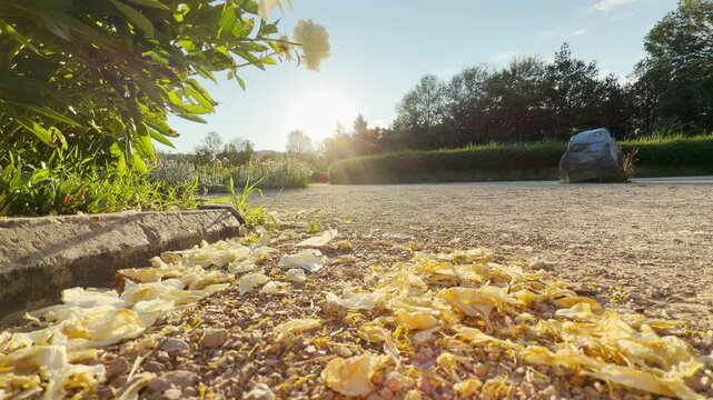 Fallen yellow petals rest on a gravel park path. The bright morning sunburst creates a hopeful and serene atmosphere. This quiet scene feels deeply peaceful.
