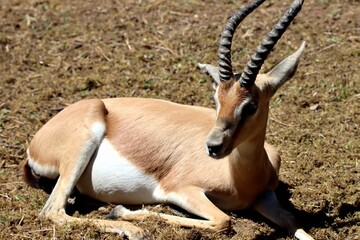 gazelle © schoefolt
