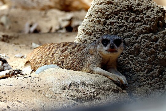 suricate