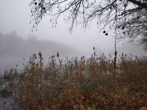 Misty river shore with yellow grass and bare tree branches on a hazy day