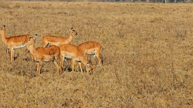View of a group of impalas grazing in the dry savanna of Lake Nakuru National Park under the bright sun in Nakuru, Nakuru County, Kenya.