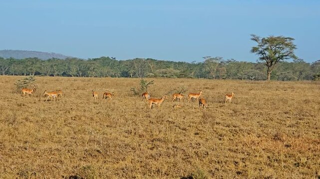 View of a herd of impalas grazing in the dry savanna of Lake Nakuru National Park under a clear blue sky in Nakuru, Nakuru County, Kenya.