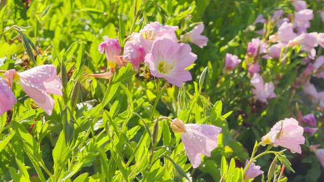 Delicate pink evening primroses bloom amidst fresh green leaves covered in morning dew. The sunlit field creates a joyful and serene atmosphere full of natural beauty.