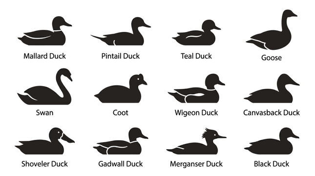 Includes: mallard duck, pintail duck, teal duck, goose, swan, coot, wigeon duck, canvasback duck, shovel duck, gadwall duck, merganser duck, black duck.