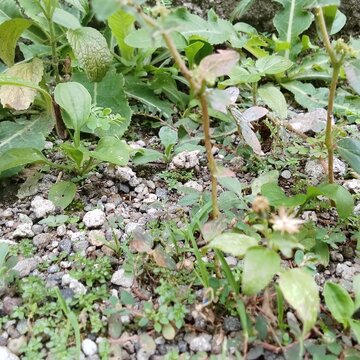 The image shows various types of wild plants or weeds growing on gravelly or rocky soil. These plants are often found in disturbed areas, such as the edges of nets.n