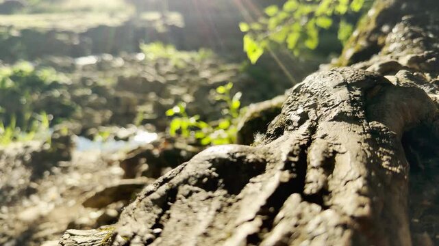 An ancient tree root rests by a sunlit forest stream, where birds singing and water murmuring create a peaceful, tranquil atmosphere. This scene evokes a feeling of calm connection to nature.