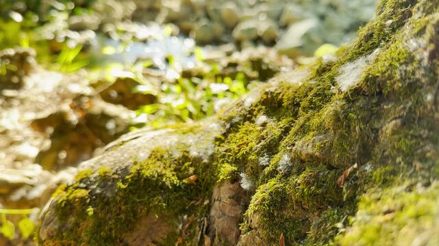 A mossy tree root rests beside a sunlit forest stream. This tranquil environment is filled with the calming sounds of birds singing and water murmuring.
