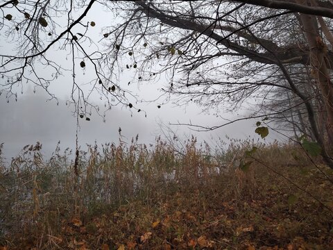 Moody morning mist over a river coast with dry grass and woodland trees